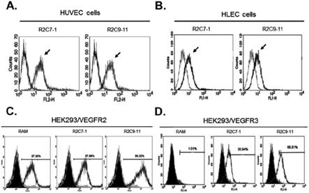 可标靶VEGFR2与VEGFR3的双功能抗体的制作方法
