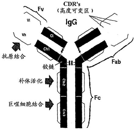 调节性T细胞表位、组合物及其用途的制作方法