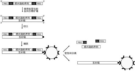 核酸扩增方法与流程