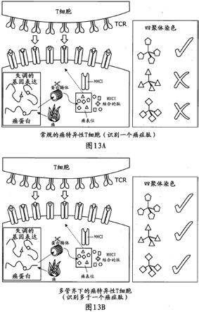 癌特异的T细胞受体的制作方法