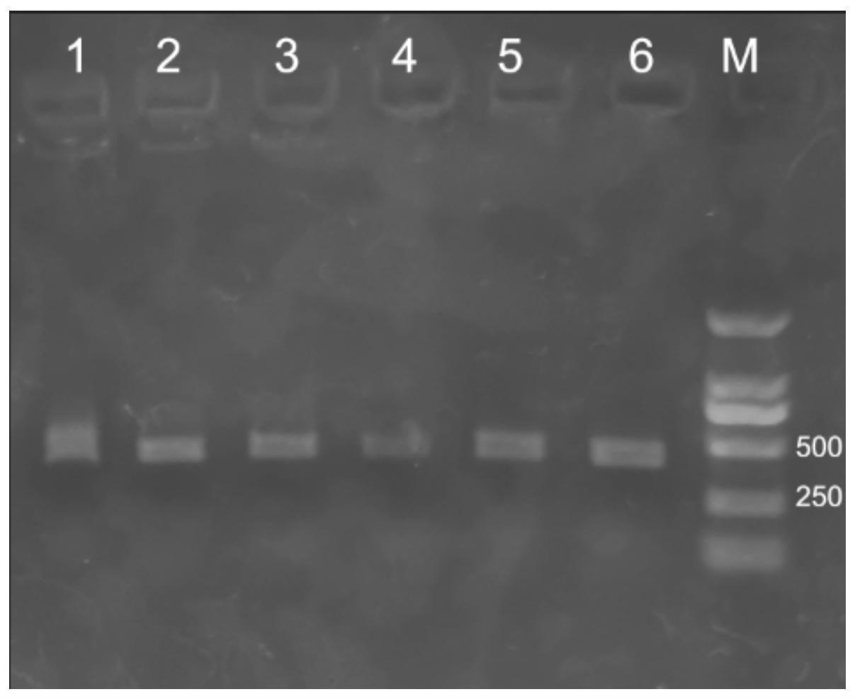 一种生物样品核酸保护液及应用的制作方法