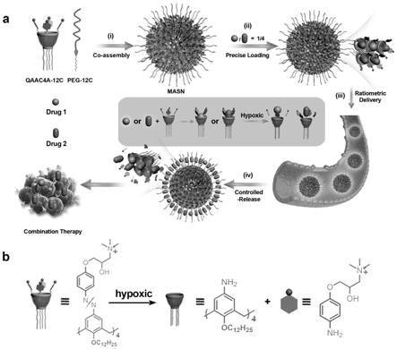 可将组合药物按比例递送至肿瘤组织的大环两亲自组装纳米颗粒的制备方法和应用与流程