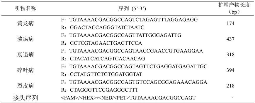 快速同步鉴定柑橘黄龙病、溃疡病、衰退病、碎叶病和裂皮病的分子标记引物组合及方法与流程