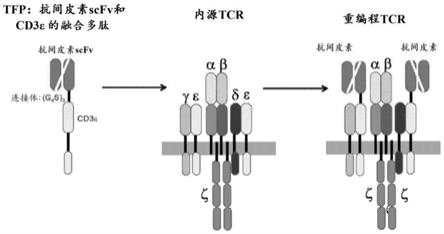 使用融合蛋白进行T细胞受体重编程的组合物和方法与流程
