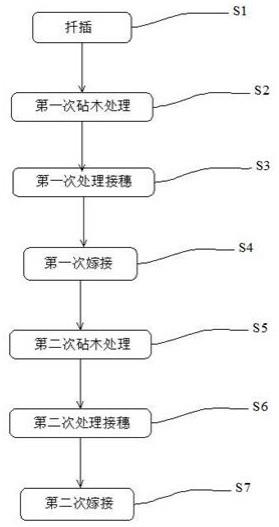 一种多彩观赏甘薯的嫁接方法与流程