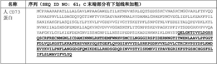 CD73抗体及其用途的制作方法