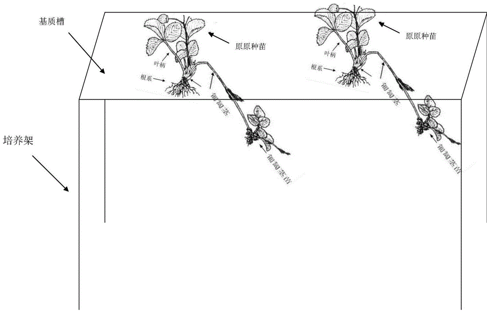 一种草莓种苗快速繁育方法与流程