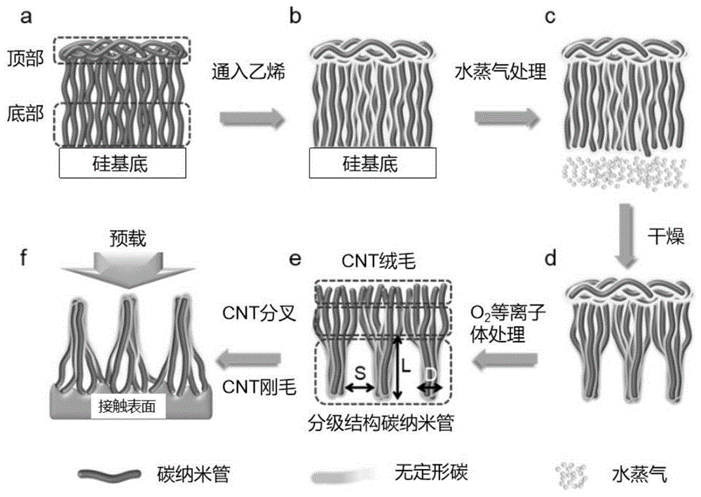 一种分级结构碳纳米管干胶及制备与作为粘接剂的应用的制作方法