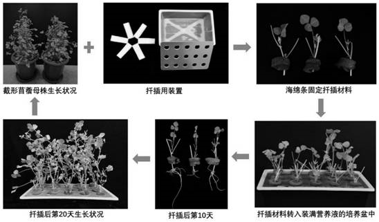 一种截形苜蓿水培扦插扩繁方法与流程