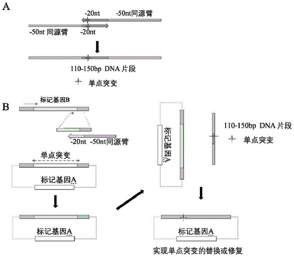 基于合成基因和酿酒酵母同源重组机制的分子克隆方法与流程