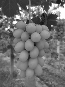 一种葡萄新品种雪山玫瑰葡萄的培育方法与流程