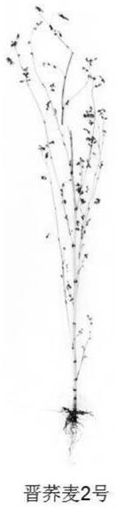 一种呈吊兰状生长的匍匐型苦荞品种的选育与栽培方法与流程