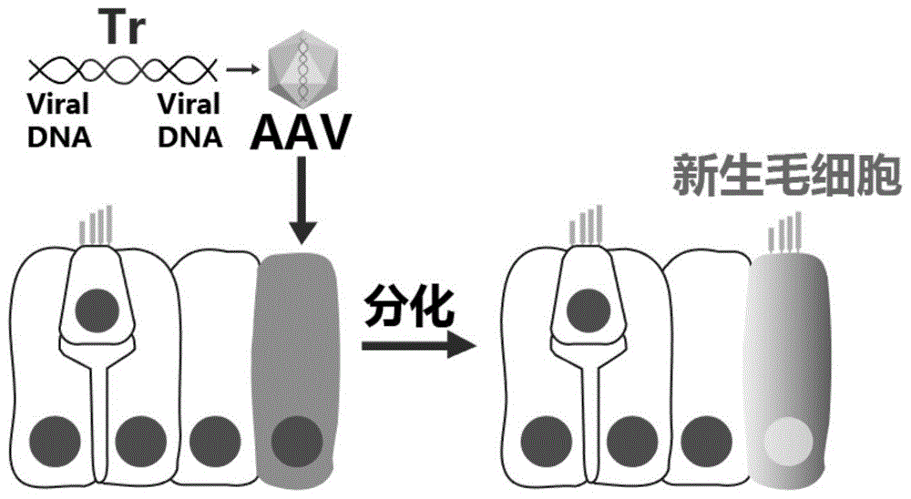 一种促进耳蜗毛细胞再生的肽段Tr及其应用的制作方法