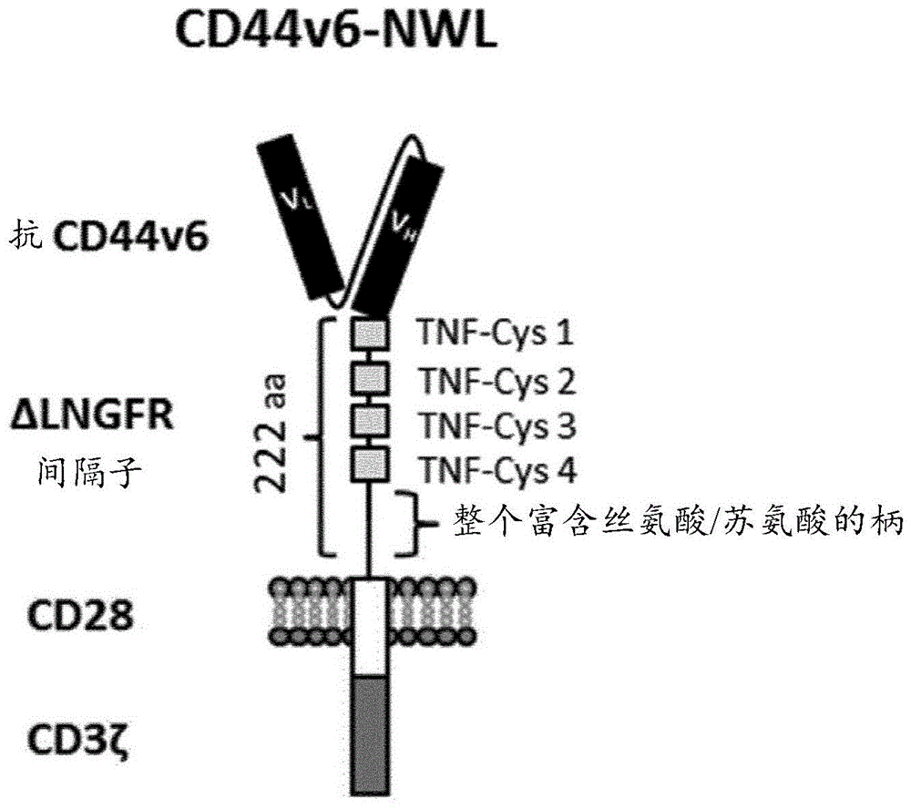 CAR NK细胞的制作方法