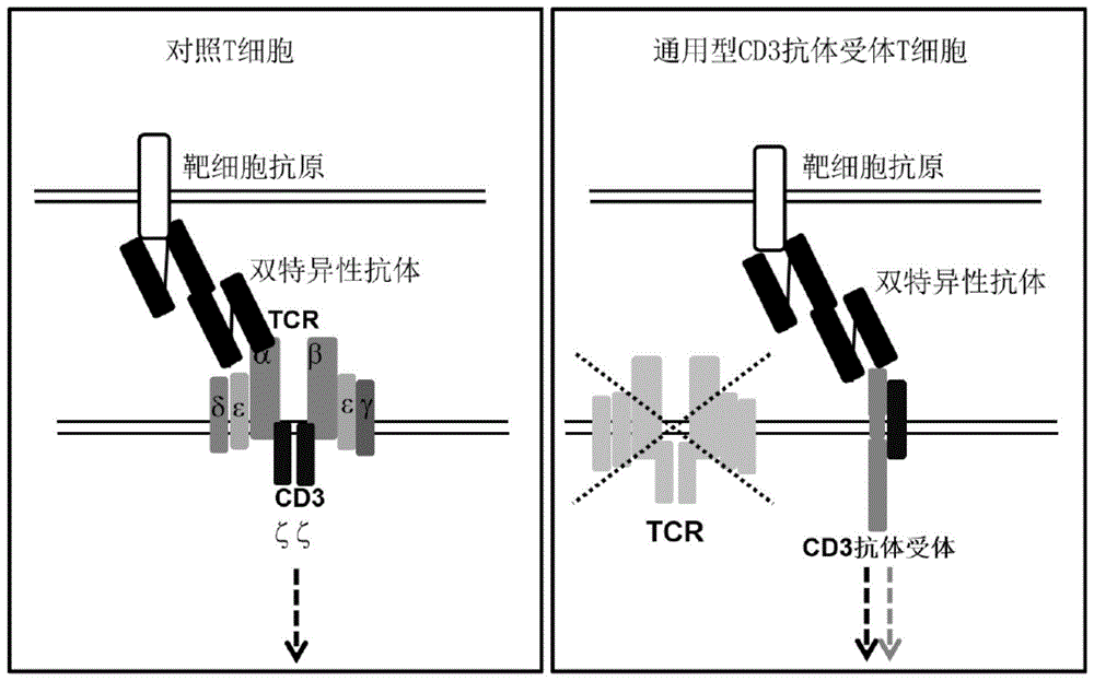 一种表达CD3抗体受体复合物的免疫细胞及其用途的制作方法
