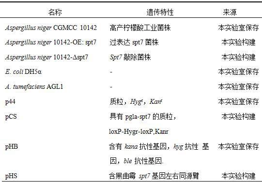 一株过表达Spt7基因的黑曲霉工程菌株与应用