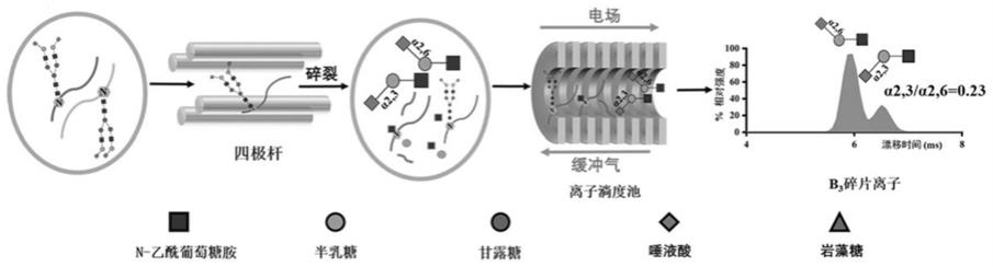 N-糖肽末端唾液酸α2,6和α2,3连接异构相对定量方法