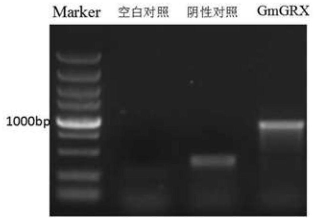 一个对大豆花叶病毒具有抗性的基因GmGRX4及其应用