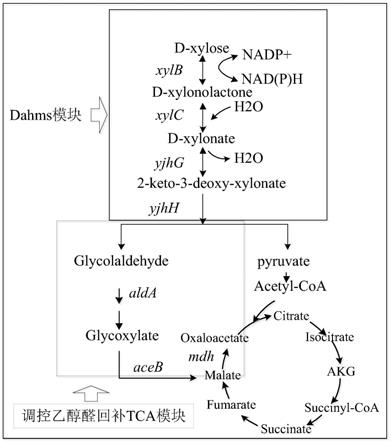 利用调控Dahms途径转化木糖生成fengycin的合成菌株构建方法