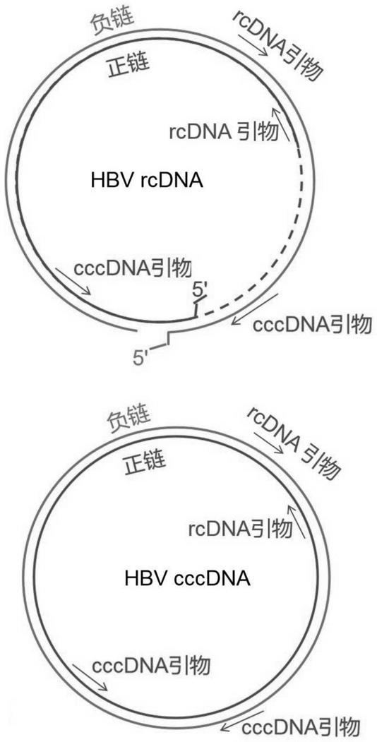 一种基于RAA-CRISPR-cas13a检测HBVcccDNA的试剂盒