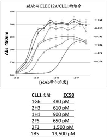 针对CLL-1的单结构域抗体的制作方法