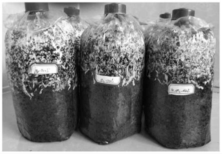 一种稳产高产液体蜜环菌种的制备方法与流程