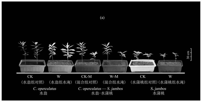 提高木本植物在水库消落区、河岸带的水淹耐受性的方法