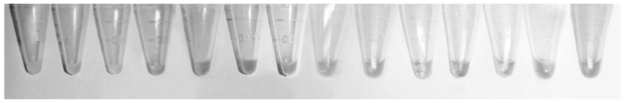 一种检测生姜腐烂病病原的LAMP引物组、LAMP试剂盒及其应用