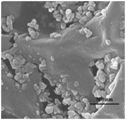 一种硫掺杂碳纳米片及其制备方法和应用