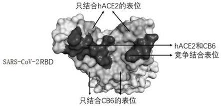 与新型冠状病毒的抗体有效结合的表位