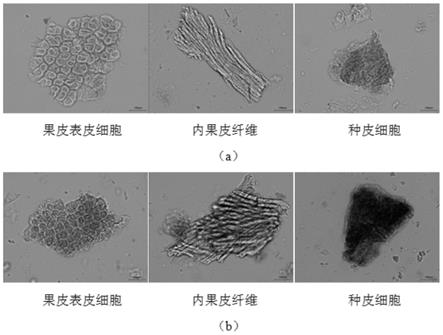 一种显微成像技术评价女贞子炮制质量的方法