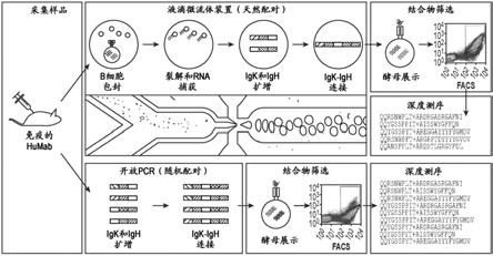 抗PD-1结合蛋白及其使用方法与流程