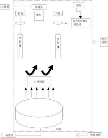 一种基于荧光成像系统高通量自动化计数大豆胞囊的方法