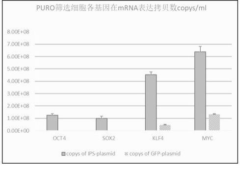 一种用于多基因转化的慢病毒载体表达系统的制作方法