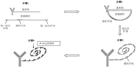 用于使用寡核苷酸缀合抗体检测细胞的方法和试剂盒