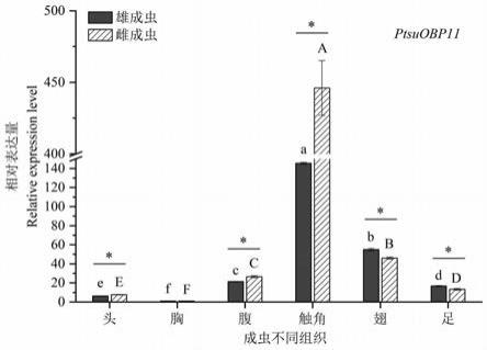 一种香樟齿喙象气味结合蛋白PtsuOBP11、编码基因、引诱剂及其应用的制作方法