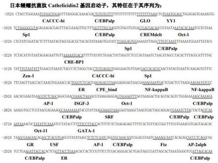 一种日本鳗鲡抗菌肽Cathelicidin2基因启动子及其应用