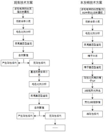 一种使用ES打靶技术获得的嵌合体鼠生殖遗传的挽救方法与流程