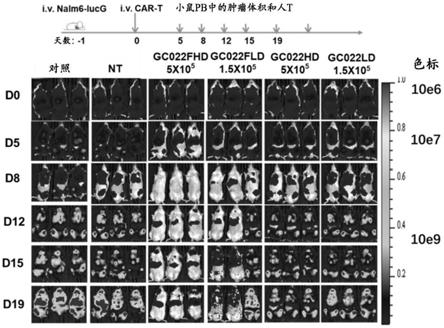 用于免疫疗法的组合物和方法与流程