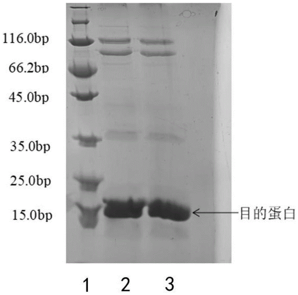 一种针对绿色荧光蛋白GFP的纳米抗体及其应用的制作方法