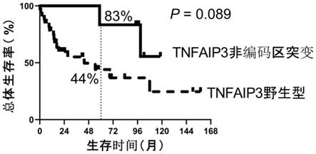 TNFAIP3非编码序列突变检测试剂在制备预测T细胞淋巴瘤预后试剂盒中的应用