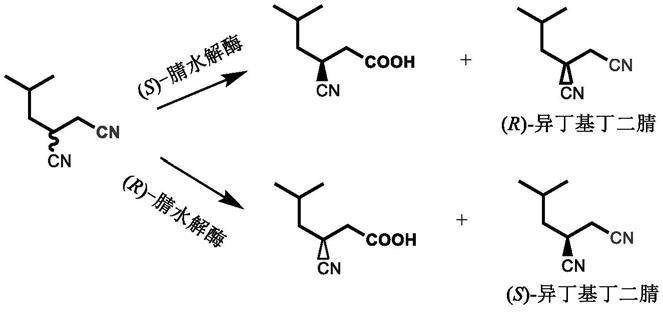 一种光学纯异丁基丁二腈的消旋方法