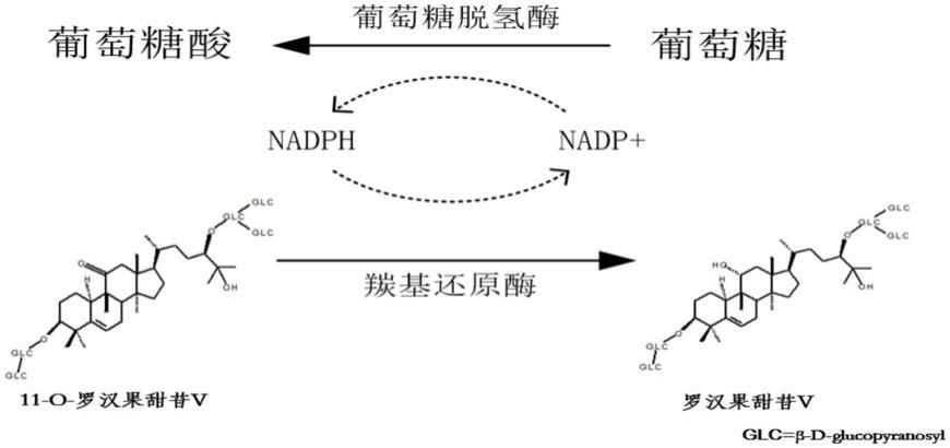 一种酶催化半合成罗汉果甜苷V的方法与流程