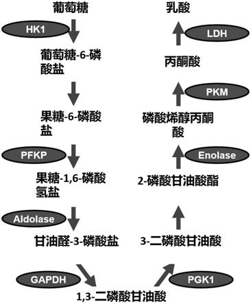 消除Sirt2的嵌合T细胞的制作方法