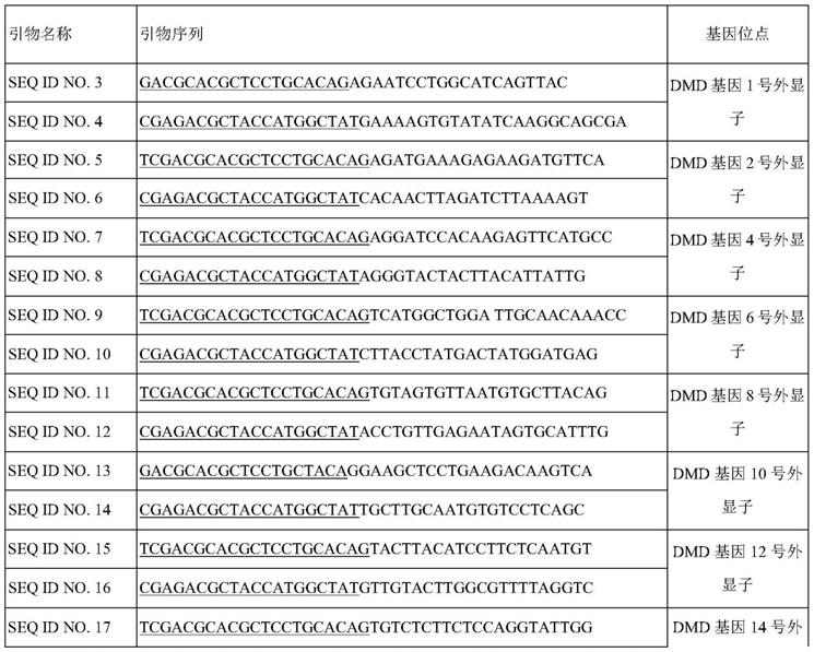 一种DMD基因外显子拷贝数变异的检测方法及其应用与流程