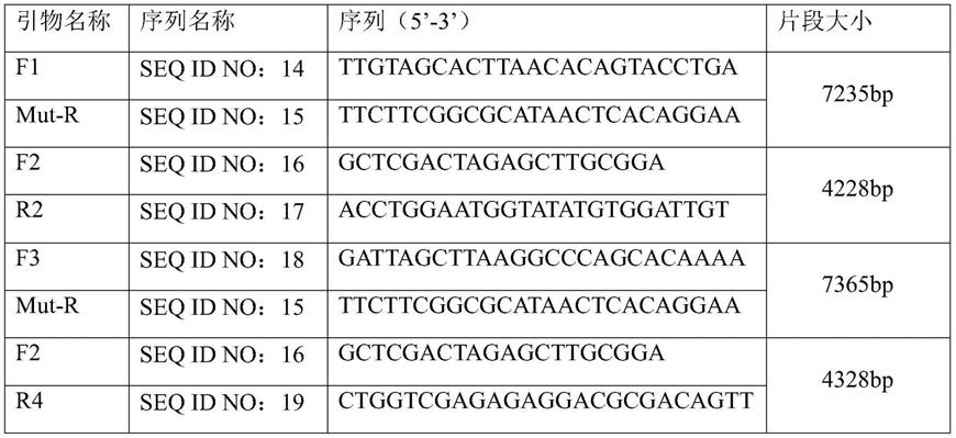 TLR8基因人源化的非人动物及其构建方法和应用与流程