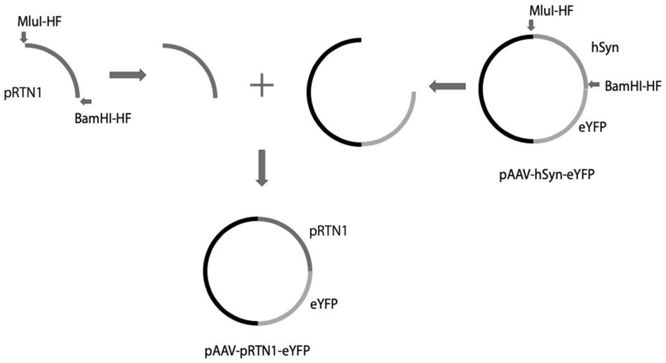 一种迷你启动子pRTN1及其应用的制作方法