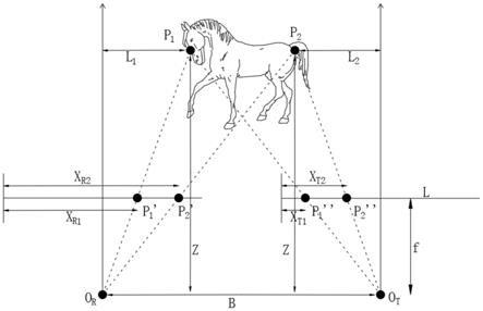 一种马属动物体尺及体重快速测量仪的制作方法