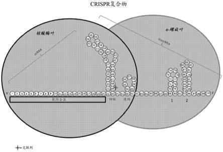 稳定的CRISPR复合物的制作方法