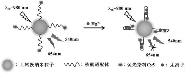 一种基于核酸适配体的荧光分子探针检测汞离子的方法与流程